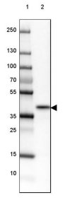 Anti-NRBF2 antibody produced in rabbit HPA059477-100UL