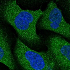 Anti-NRBP2 antibody produced in rabbit 