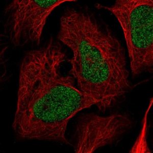 Anti-NRDC antibody produced in rabbit 