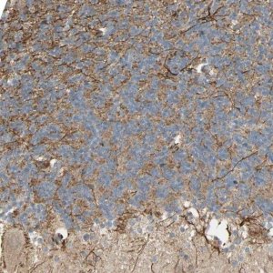 Anti-NRG4 antibody produced in rabbit 
