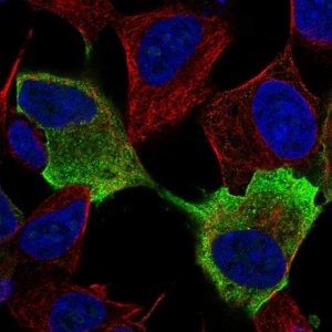 Anti-NRXN1 antibody produced in rabbit 