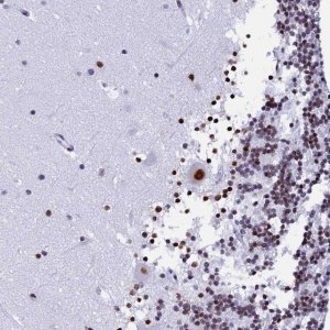 Anti-NSA2 antibody produced in rabbit 