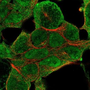 Anti-NSD1 antibody produced in rabbit 