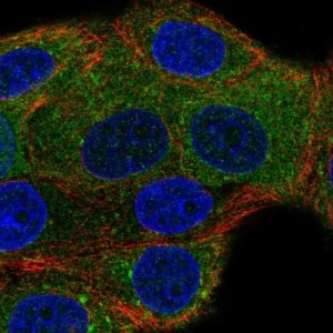 Anti-NSF antibody produced in rabbit 