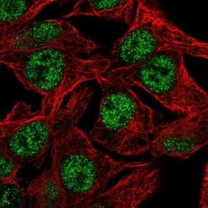 Anti-NSL1 antibody produced in rabbit 