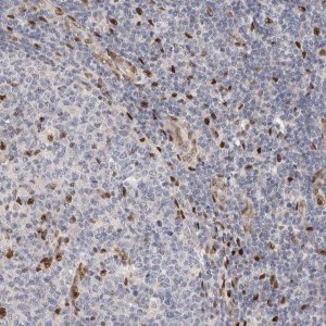Anti-NSMAF antibody produced in rabbit HPA023151-100UL