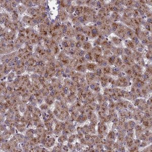 Anti-NSUN6 antibody produced in rabbit 