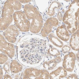 Anti-NT5C antibody produced in rabbit 