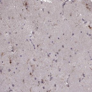 Anti-NTF3 antibody produced in rabbit 