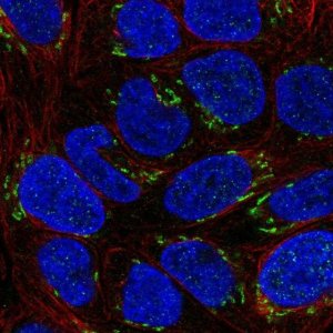 Anti-NTF4 antibody produced in rabbit 