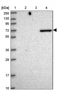 Anti-NTN3 antibody produced in rabbit 