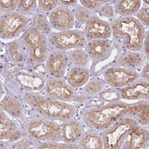 Anti-NTN4 antibody produced in rabbit 