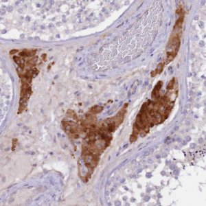Anti-NTN4 antibody produced in rabbit 