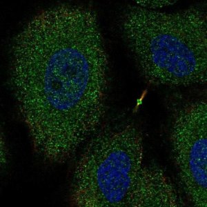 Anti-NTNG2 antibody produced in rabbit 