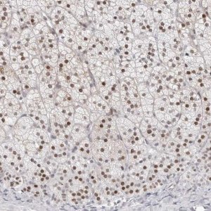 Anti-NTPCR antibody produced in rabbit HPA028125-100UL