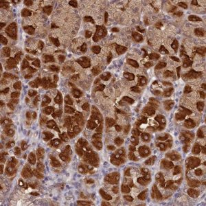 Anti-NUBP2 antibody produced in rabbit 