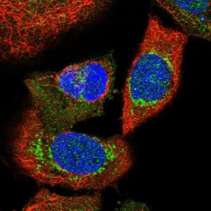 Anti-NUBPL antibody produced in rabbit 