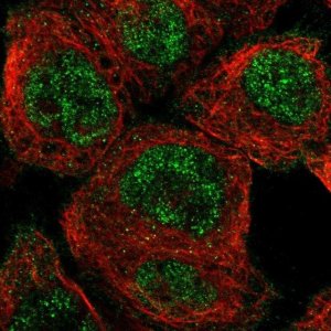 Anti-NUDCD1 antibody produced in rabbit 