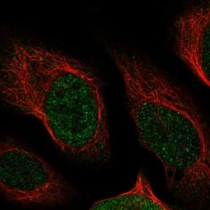 Anti-NUDT13 antibody produced in rabbit 