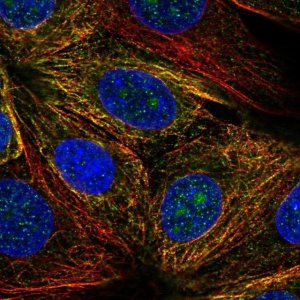 Anti-NUDT14 antibody produced in rabbit 