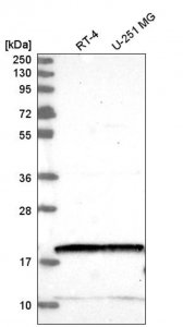 Anti-NUDT2 antibody produced in rabbit HPA044903-100UL