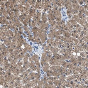 Anti-NUDT5 antibody produced in rabbit 