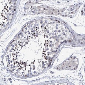 Anti-NUFIP1 antibody produced in rabbit 