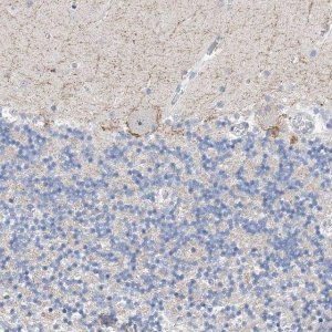 Anti-NUFIP1 antibody produced in rabbit 