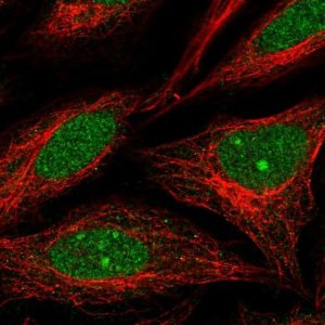 Anti-NUP188 antibody produced in rabbit 