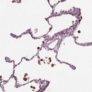 Anti-NUP210 antibody produced in rabbit 