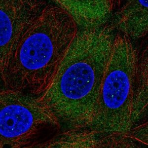 Anti-NUP210L antibody produced in rabbit 