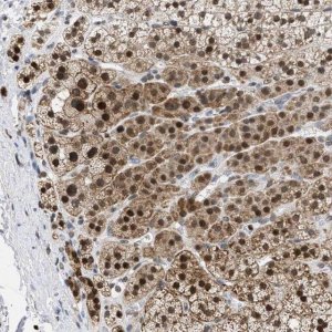 Anti-NUP35 antibody produced in rabbit HPA018401-100UL