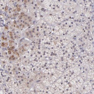 Anti-NUP62CL antibody produced in rabbit 