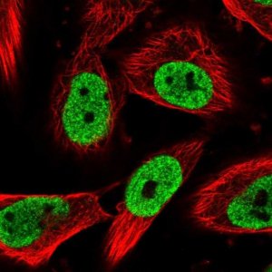 Anti-NUP88 antibody produced in rabbit 