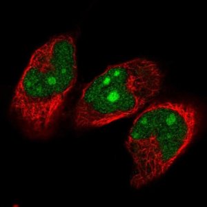 Anti-NVL antibody produced in rabbit 