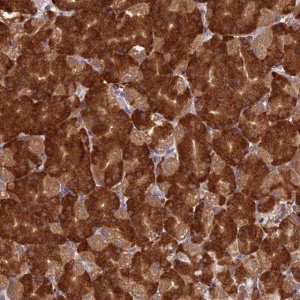 Anti-NXNL2 antibody produced in rabbit 