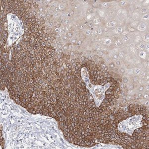 Anti-NXPE3 antibody produced in rabbit 