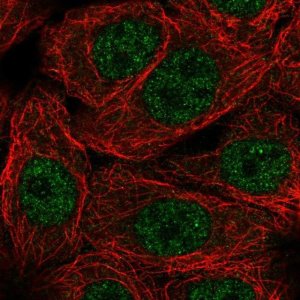 Anti-NXT1 antibody produced in rabbit 