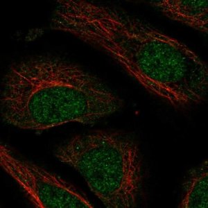 Anti-NXT2 antibody produced in rabbit 