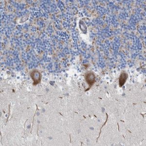 Anti-NYAP1 antibody produced in rabbit 