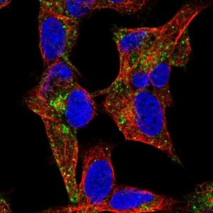 Anti-NYAP1 antibody produced in rabbit 