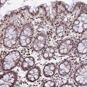Anti-NYAP2 antibody produced in rabbit 
