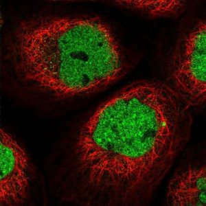 Anti-NYAP2 antibody produced in rabbit 