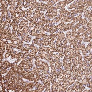 Anti-OAF antibody produced in rabbit 