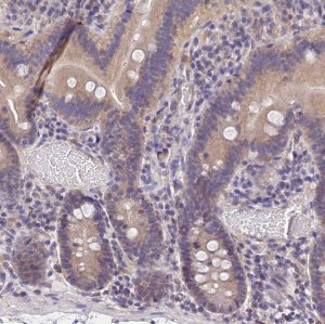 Anti-OAS3 antibody produced in rabbit 