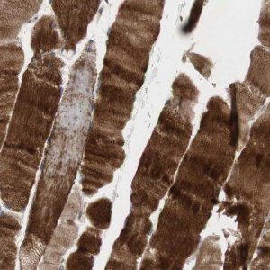 Anti-OAZ1 antibody produced in rabbit 