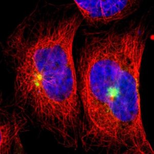 Anti-OAZ1 antibody produced in rabbit 