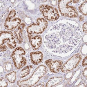 Anti-OAZ2 antibody produced in rabbit 
