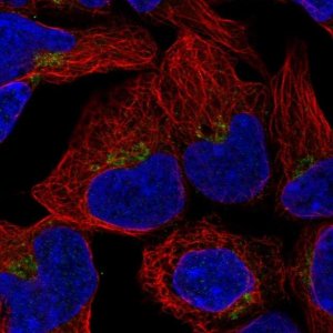 Anti-OAZ2 antibody produced in rabbit 