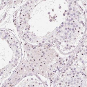 Anti-OBP2A antibody produced in rabbit 